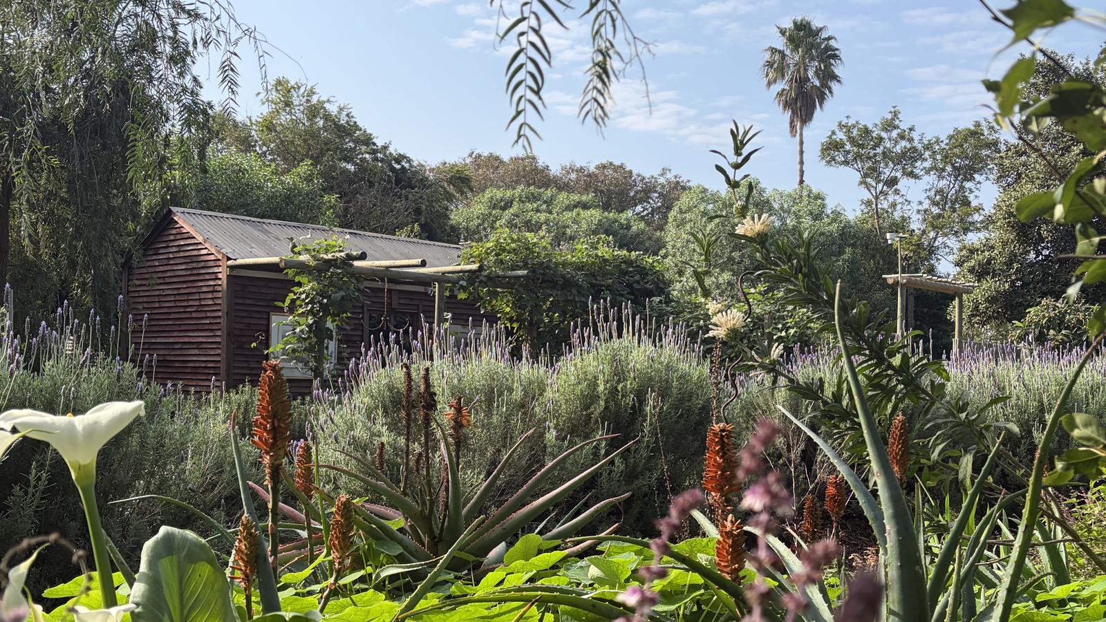 A wooden shed with a pole trellis among lavender, orange aloe flowers and a white calla lily in the foreground, with a tall palm rising behind under a blue sky